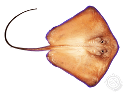Southern Stingray